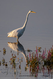 Wildlifefotografie Silberreiher Lippeaue Olaf Kerber