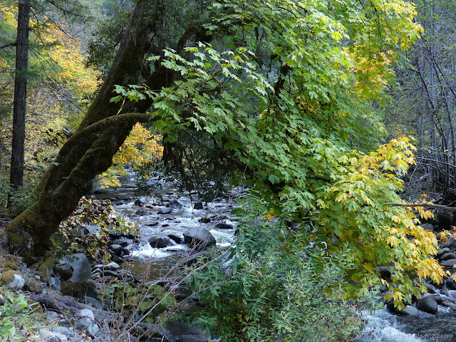 tree overhanging the creek