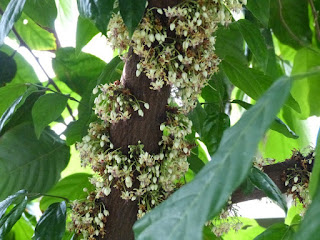 Cacaoyer - Cacaotier - Theobroma cacao