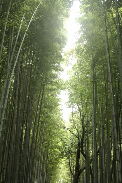 嵐山竹林