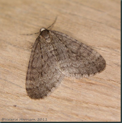 winter-moth
