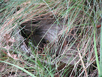 wasp nest underground