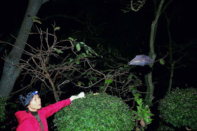 A virologista Shi Zhengli libera morcego de caverna após lhe tirar o sangue. Foto: Instituto de Virología de Wuhan. Shi Zhengli presidia o laboratório quando tudo começou