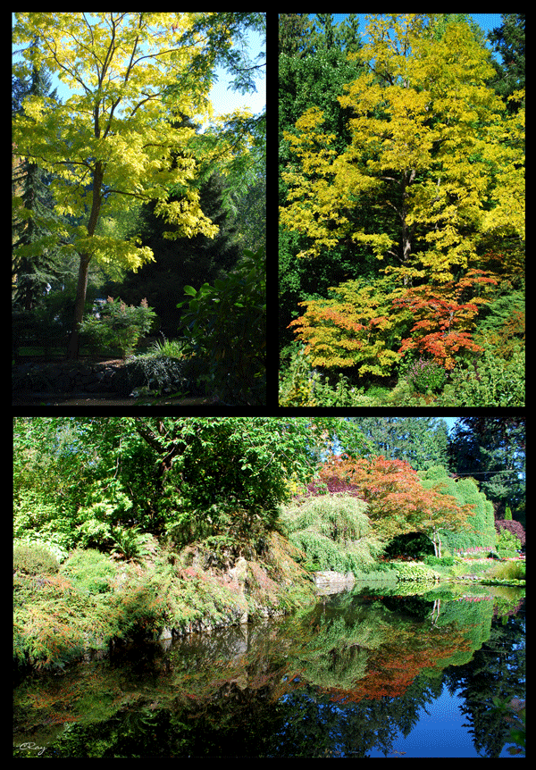 3 views of fall color at Butchart Gardens