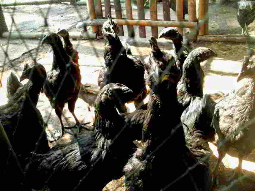Ayam Cemani For Sale