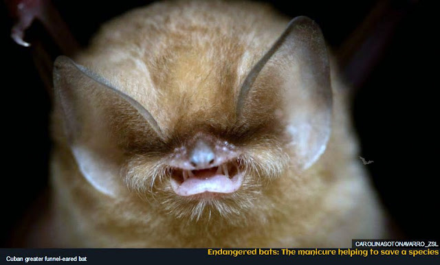 Info on Bats | Endangered bats: The manicure helping to save a species