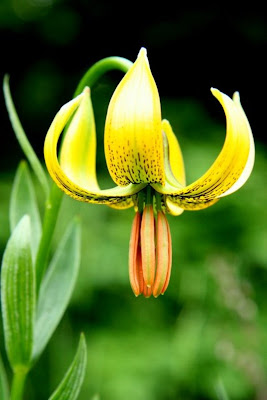 Лилия карниольская (Lilium carniolicum)