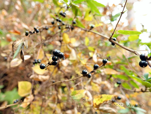 Rhamnus japonica