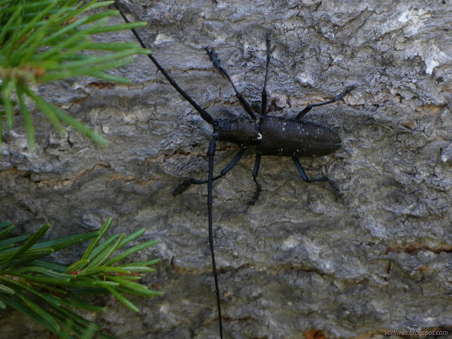 205: borer beetle