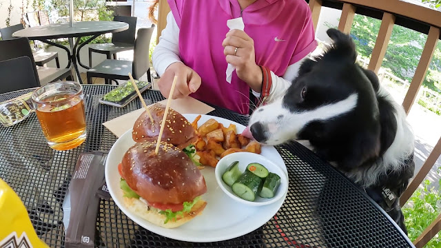 保護犬 ボーダーコリー トーマ MOKU 千葉