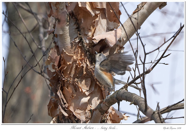 Mount Auburn: ... being birds...