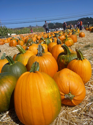 Freckles the Dog Pumpkins