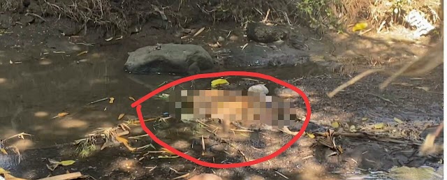 Di Tengah Wabah PMK, Sebuah Bangkai Anak Sapi di Temukan Tergeletak di Sungai Kediri