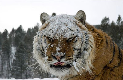 Stunning Close Up Photography Of Wild Animal Seen On www.coolpicturegallery.us