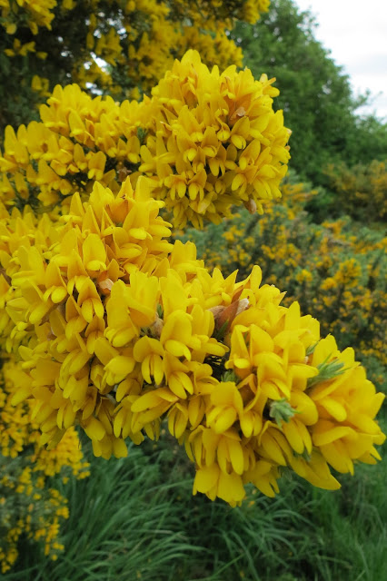 Close-up of bright yellow gorse blossom.