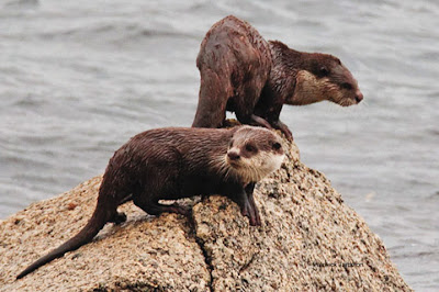 nutria de cuello blanco Aonyx capensis