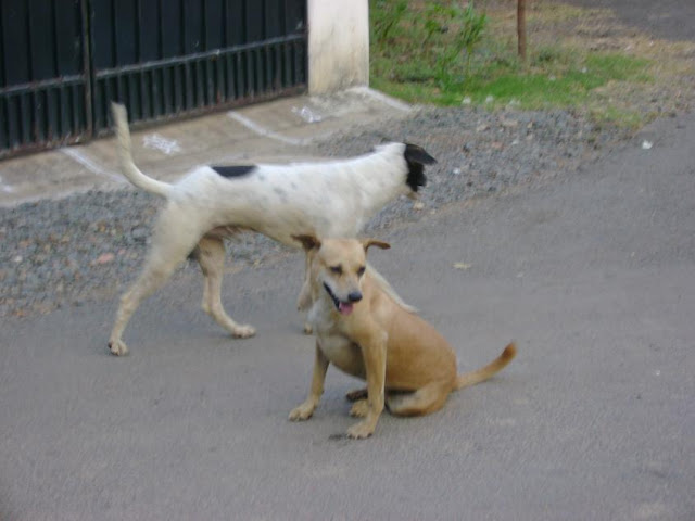 Street Dog Complaints Chennai