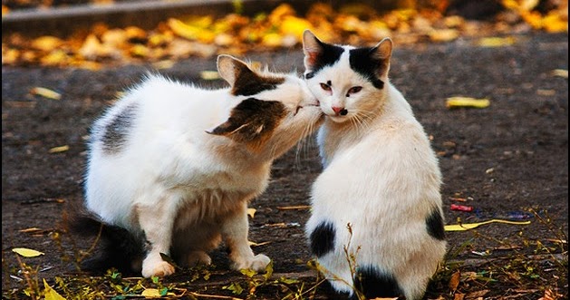 cat, couple, kiss, cute, love, beautiful