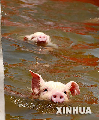 Piglets swimming