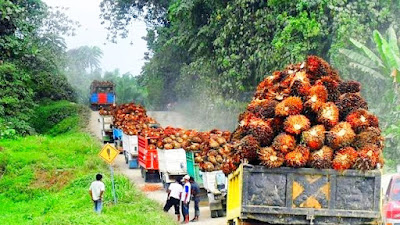 Petani Sawit Bakalan Pada Kaya!  Harga TBS Kelapa Sawit  Riau Kembali Pecah Rekor, Jadi Rp3.392 per Kg 