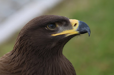 FALCOARIA Portuguesa é Património Imaterial da Humanidade