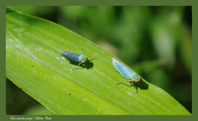 Cicadella viridis