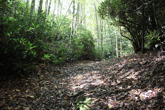 path with leaves