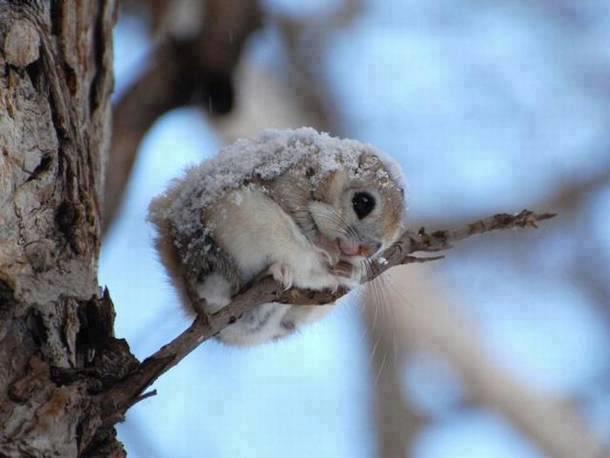 Japanese dwarf flying squirrel