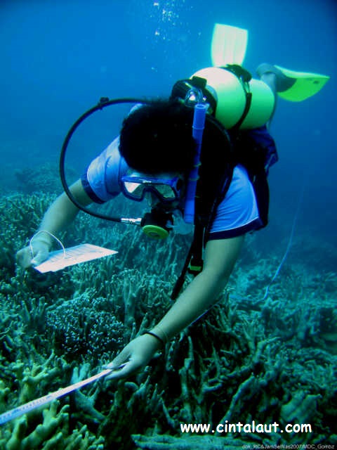 gambar penyelam ilmiah mengapung melakukan pendataan karang