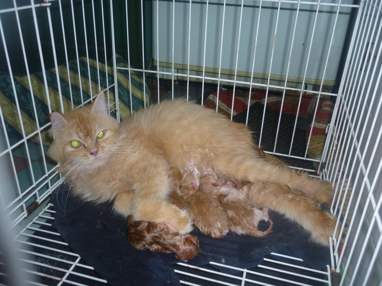kucing hilang selera makan