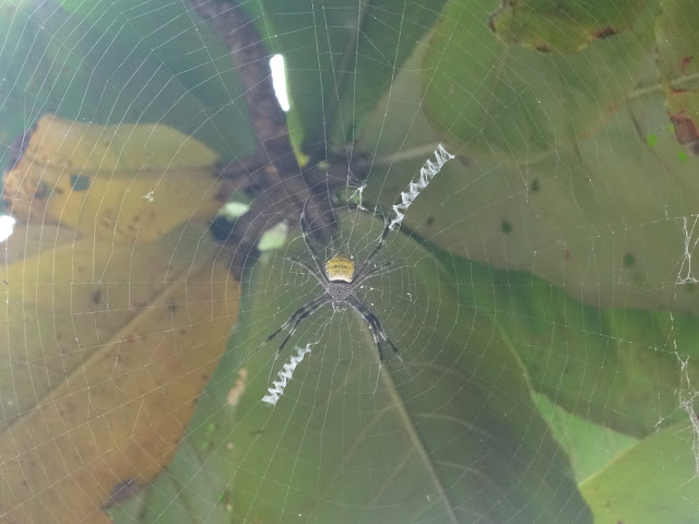 spiders philippines