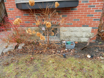 Toronto Back Garden Leaside Spring Cleanup Before by Paul Jung Gardening Services--a Toronto Organic Gardener