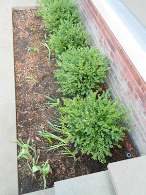 Summerhill Toronto spring front yard garden cleanup after by Paul Jung Gardening Services