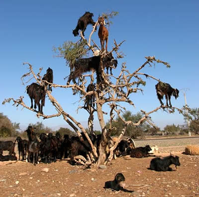 weird yet funny! climbing goats in Morocco.Ü