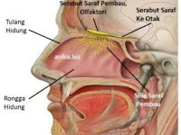 Fungsi Hidung Dan Bagian-Bagian Hidung | Cinta Sains