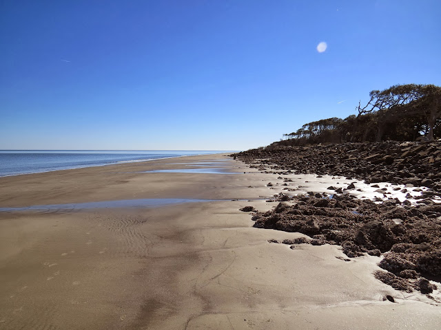 Driftwood beach on Jekyll Island near Brunswick, Georgia