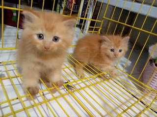 Adopsi Anak Kucing Orems Surabaya