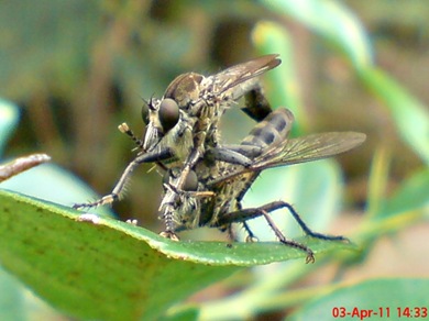 robber fly mating 08
