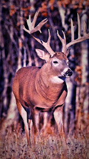 Deer picturer,Whitetail deer photos,Mule deer PicturesWild Deer Photos