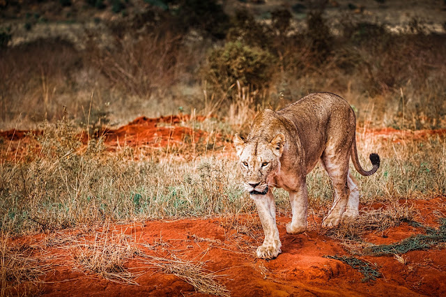 lion walking in tsavo east on a wildlife safari