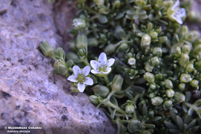 flora de la patagonia