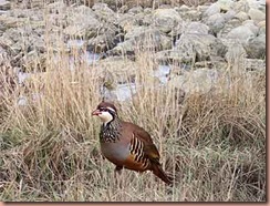 partridge2