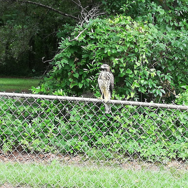 A Red Shoulderd Hawk Sitting The Fence Over Looking  My Fish Tanks