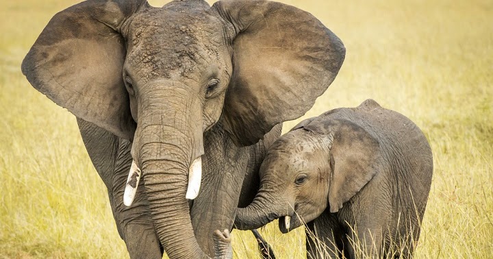 Benarkah Gajah adalah  Hewan Paling Pintar Belajar 