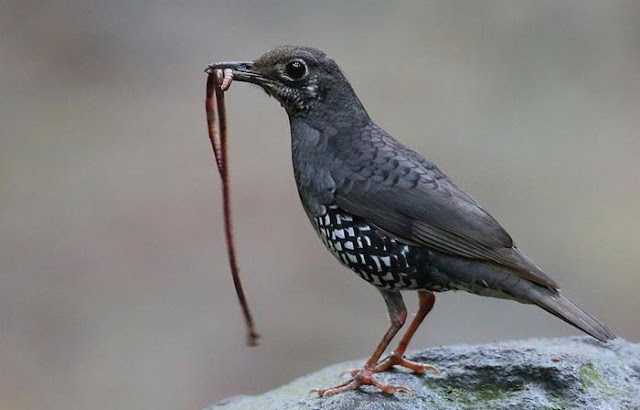 Anis Hutan, Sunda Thrush, Zoothera andromedae