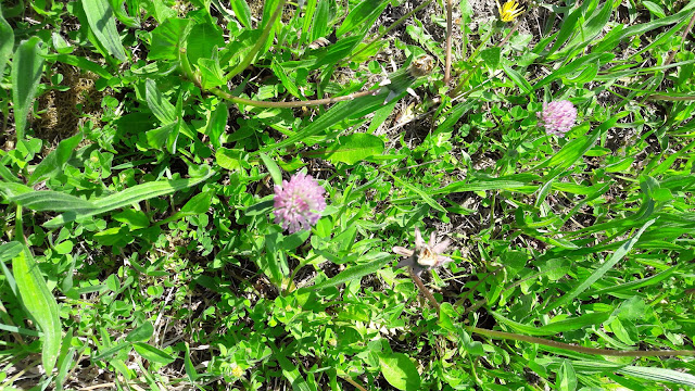  des plantes sauvages comestibles