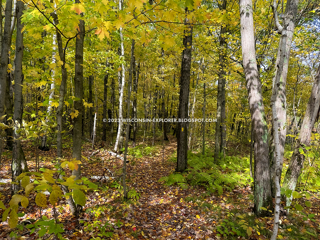 yellow autumn leaves and birch trees in forest