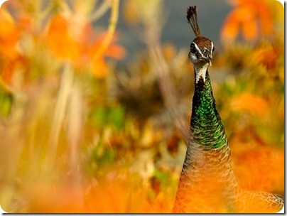 aves divertidas