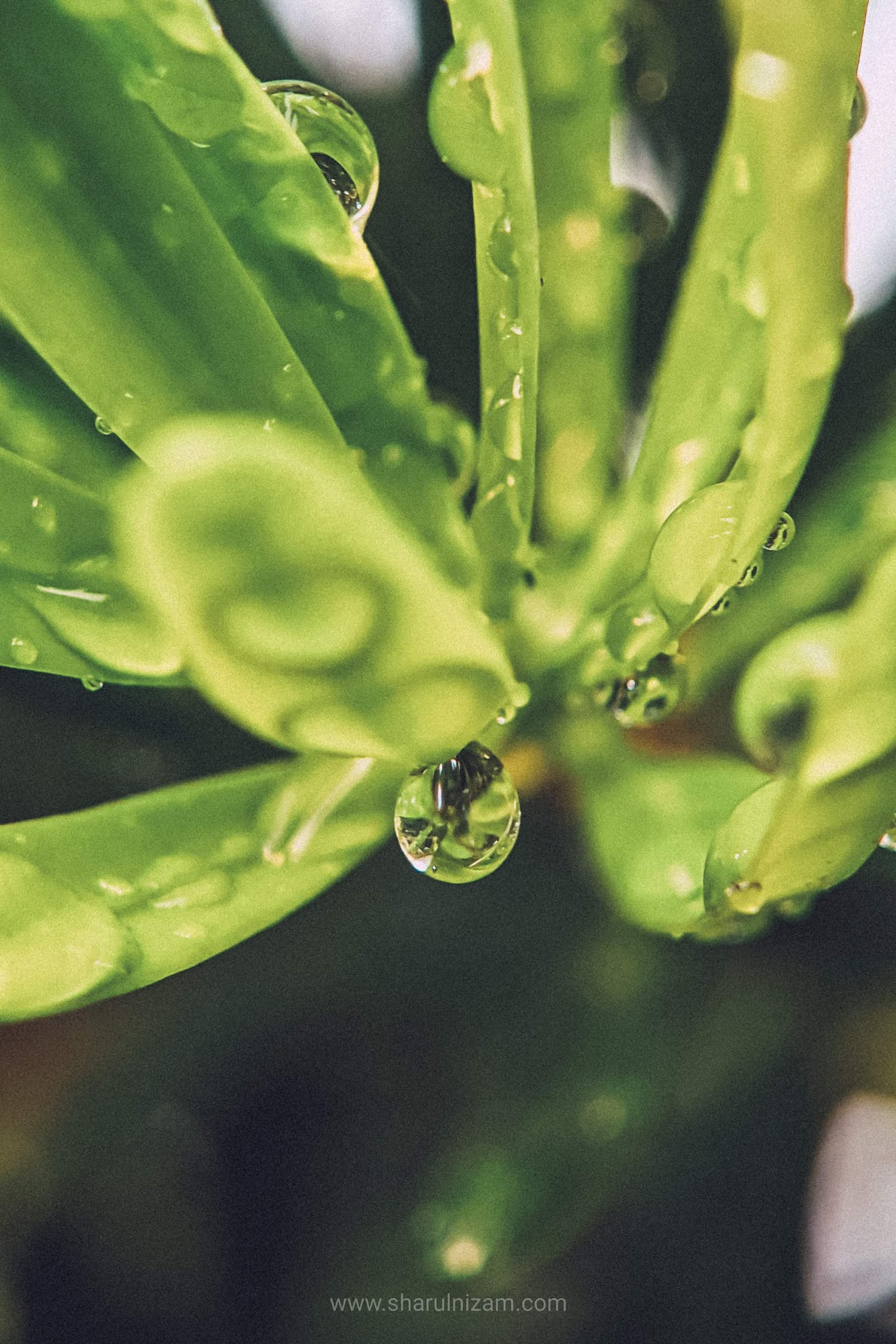 Gambar Titisan Embun (Droplets Macro Photography)