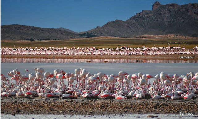 Greater Flamingo colony at Ezzemoul